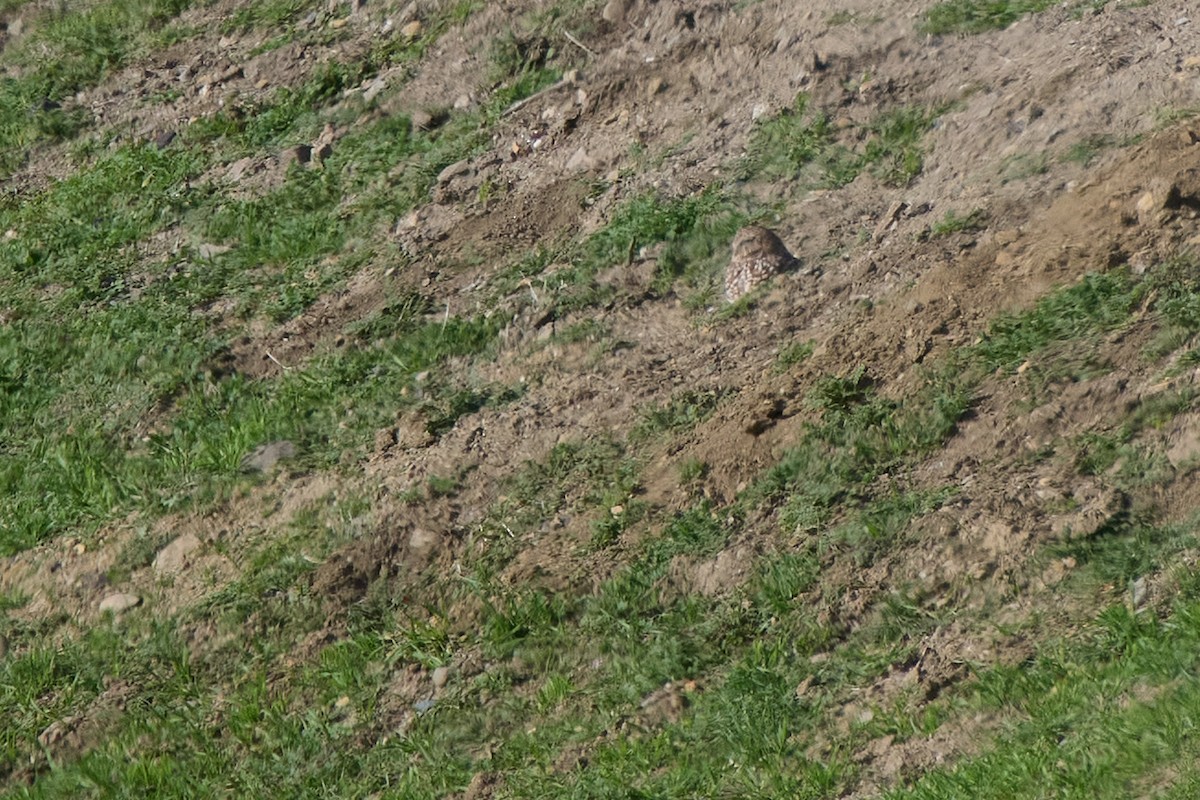 sýček králičí - ML646318697