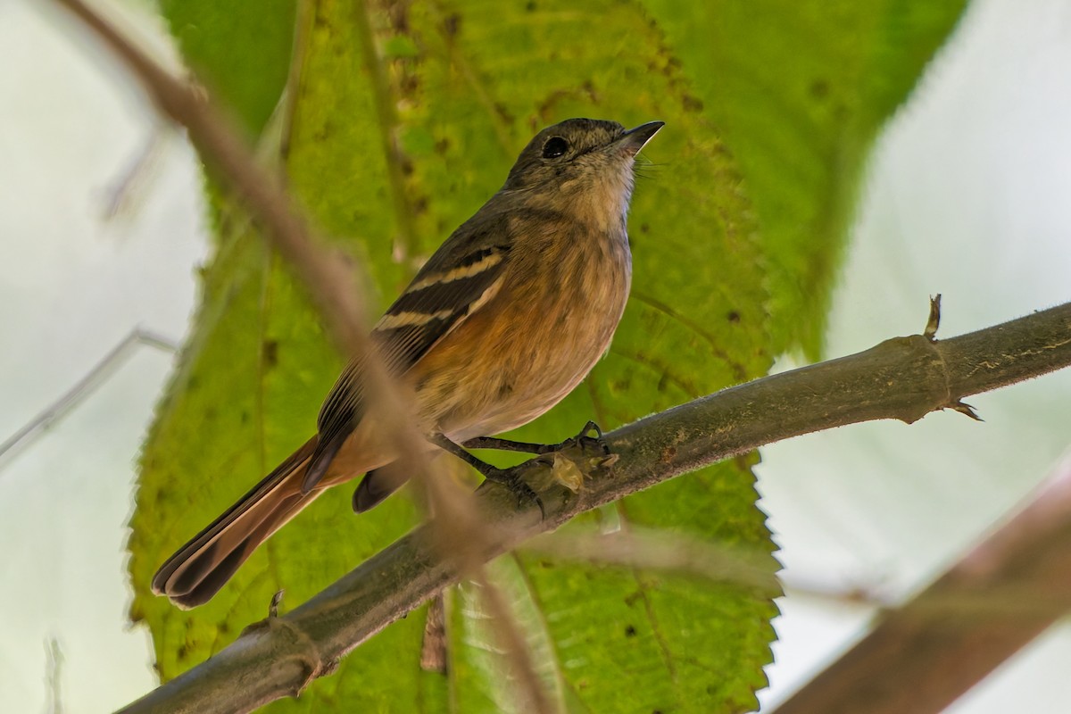 White-winged Black-Tyrant - ML646318699