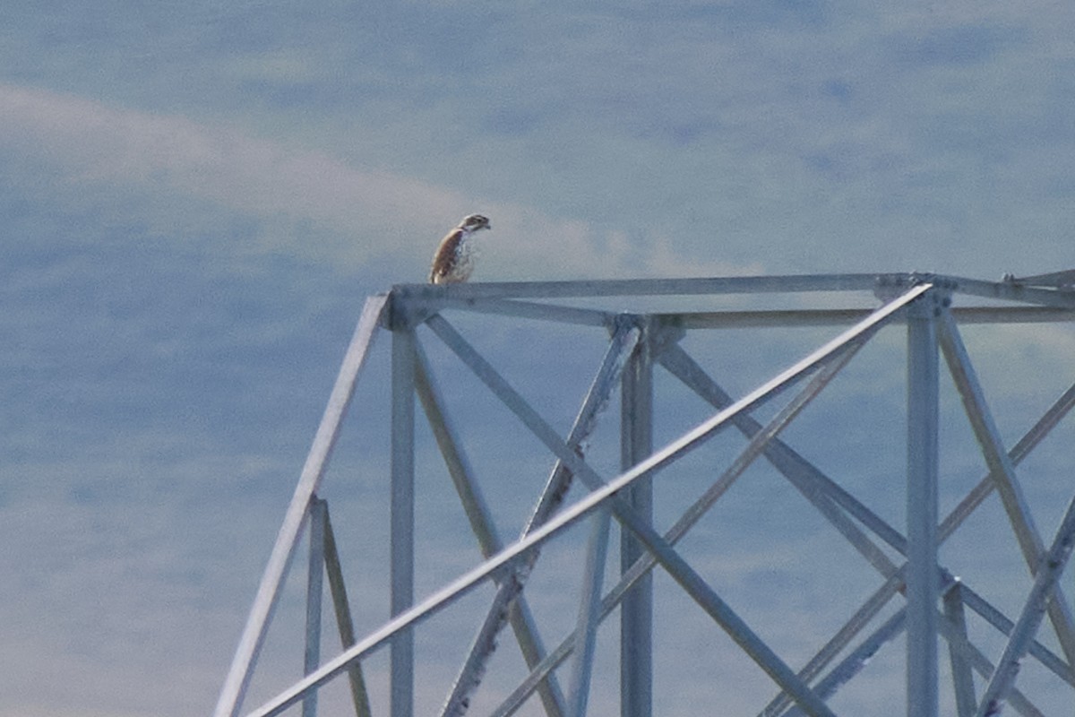 raroh prériový - ML646318704