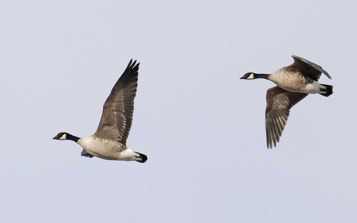 小加拿大雁 - ML646318709