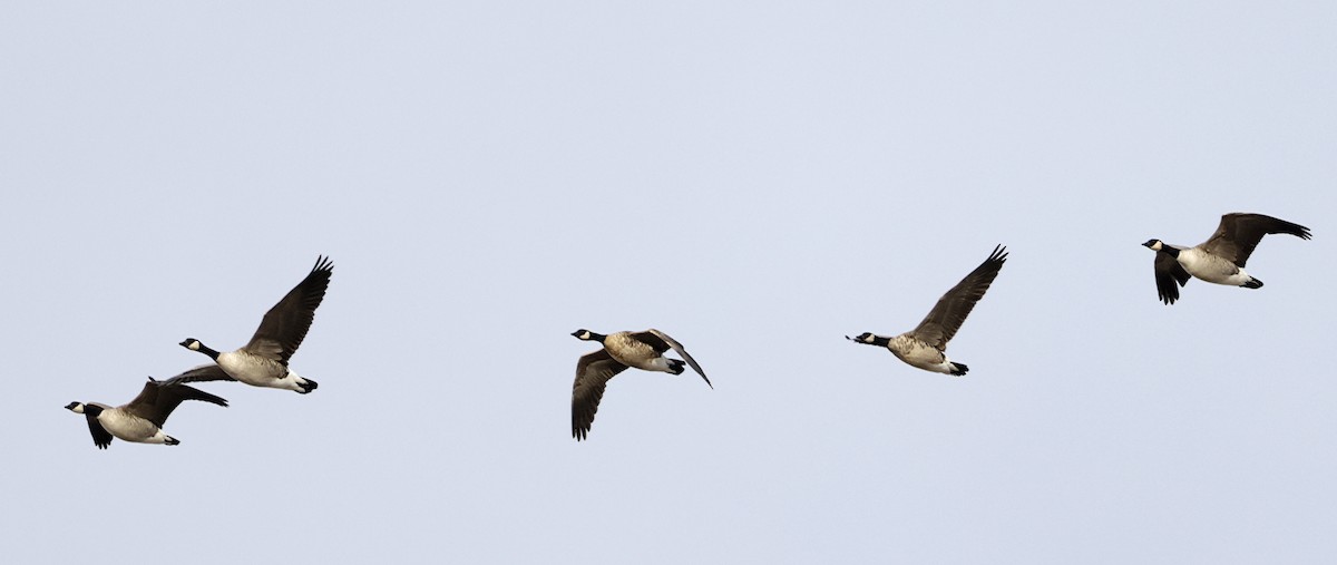 小加拿大雁 - ML646318710