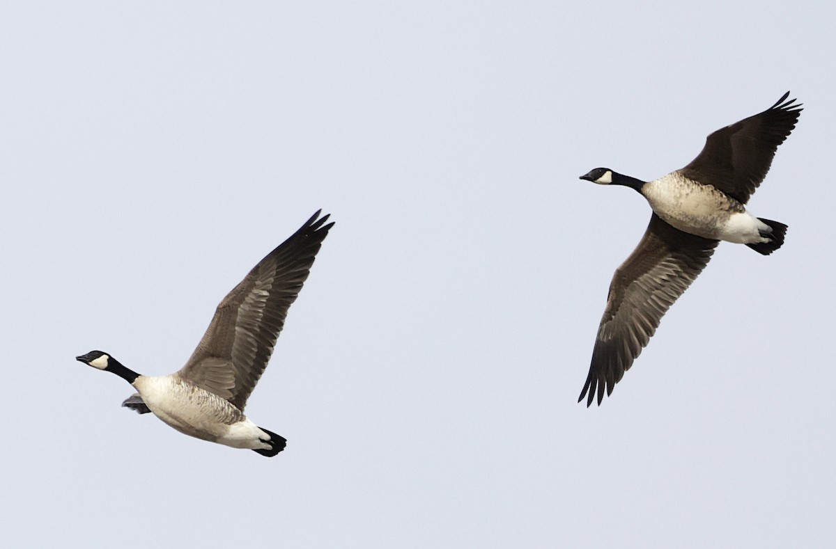 小加拿大雁 - ML646318711