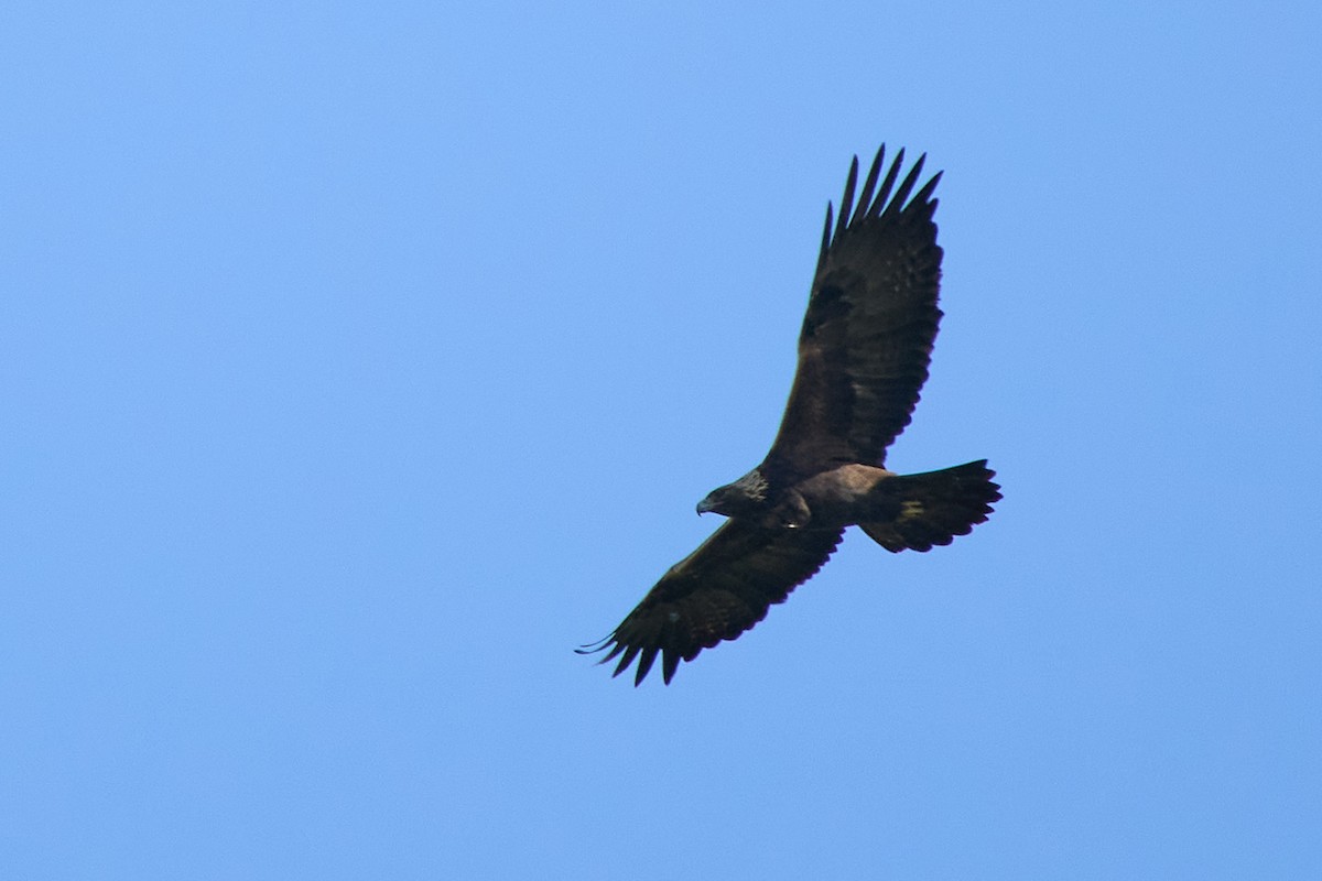 orel skalní - ML646318713