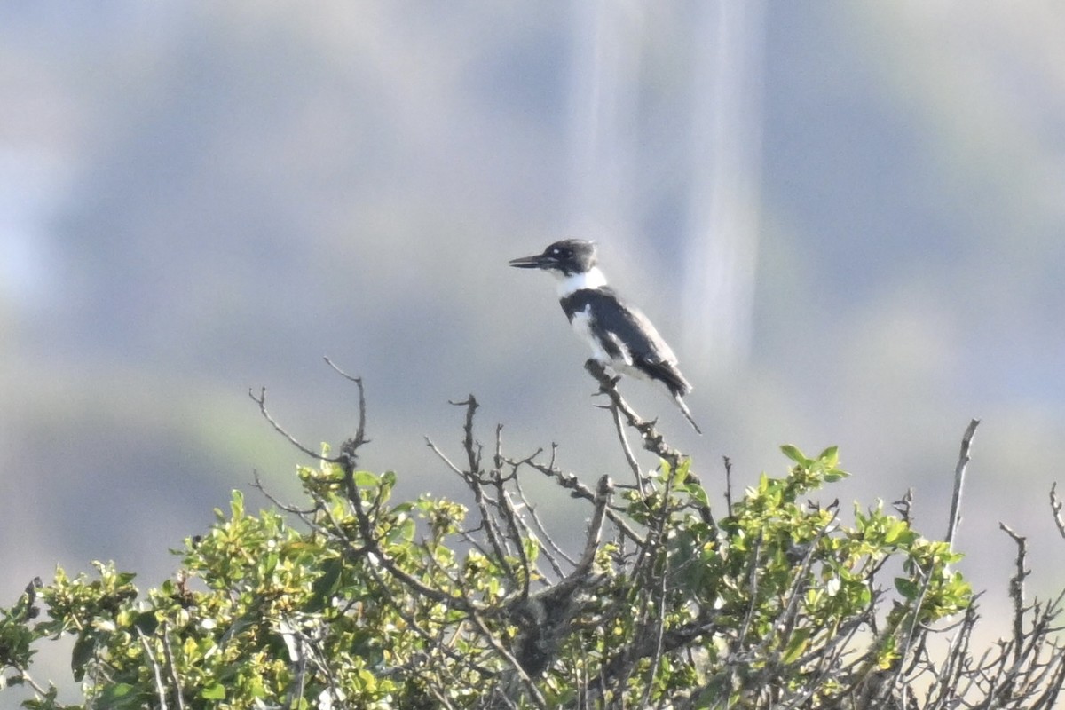 rybařík pruhoprsý - ML646318714