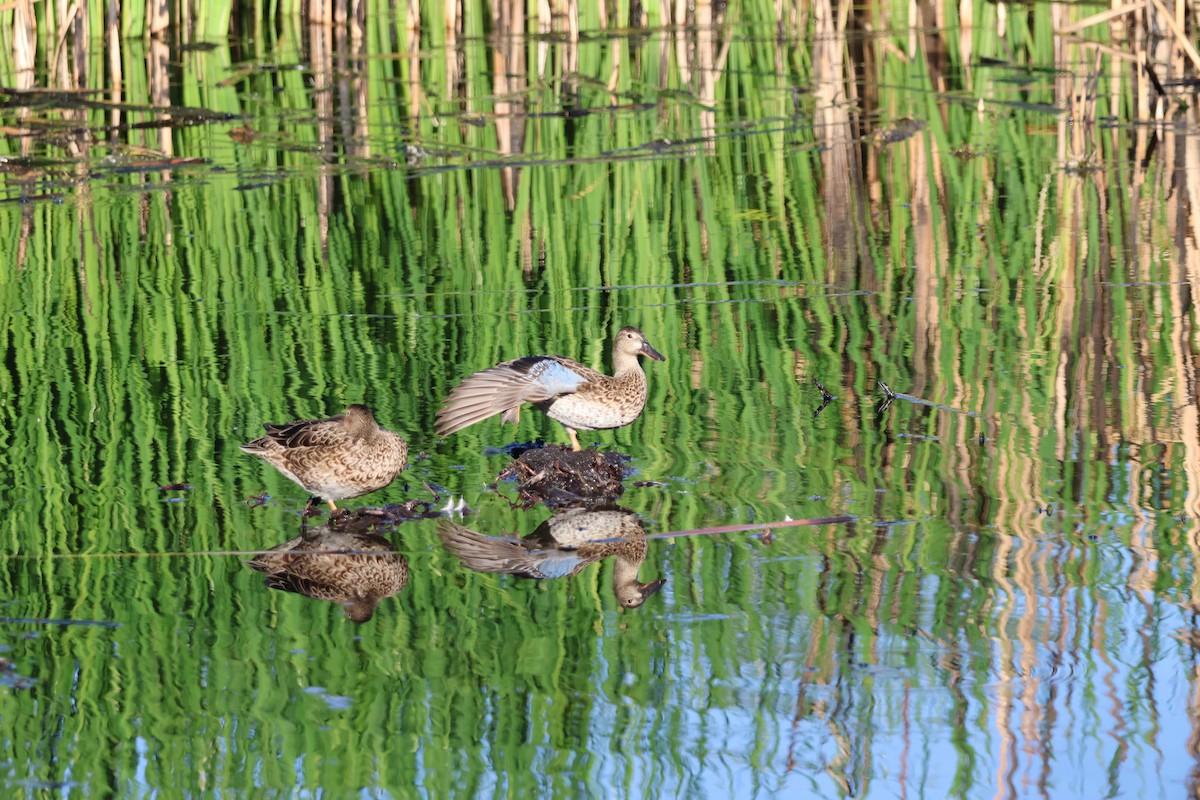 Zertzeta hegalurdina - ML646318716