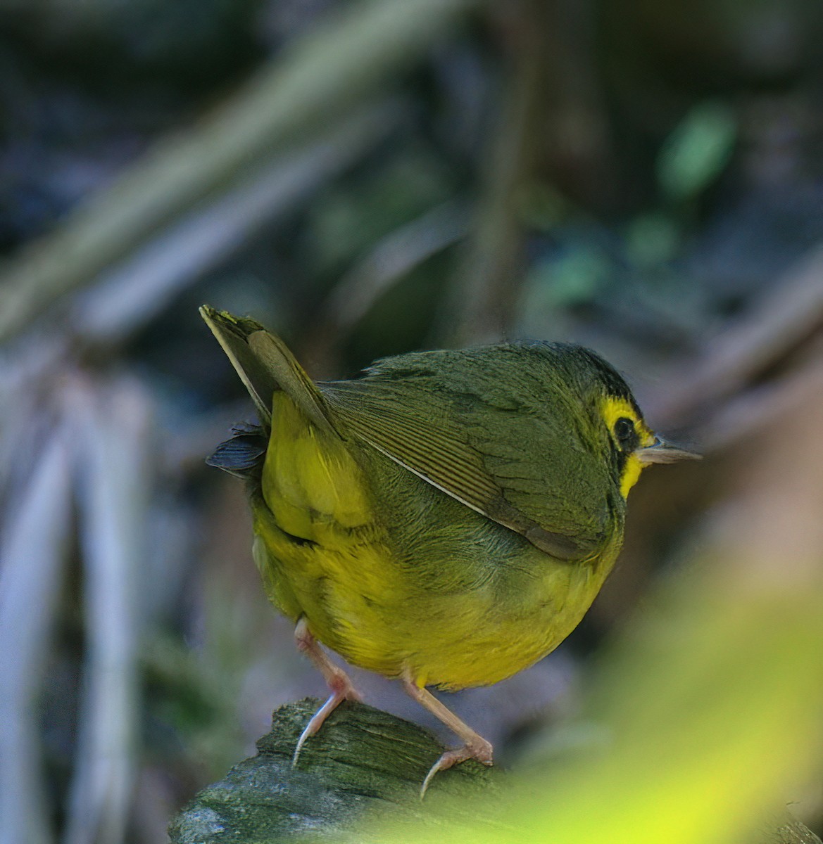 kentuckyparula - ML646318720