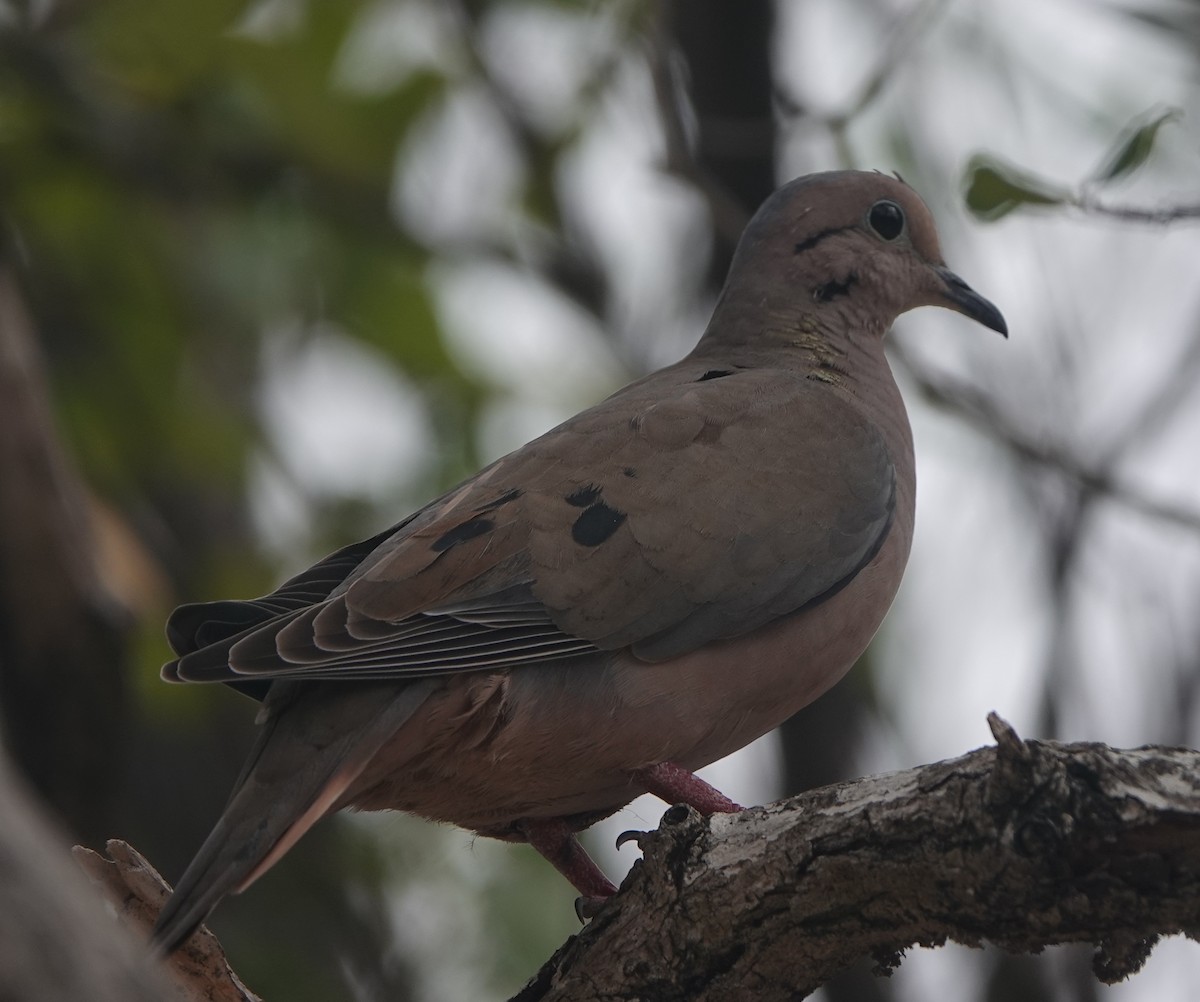 ミミグロバト - ML646318728