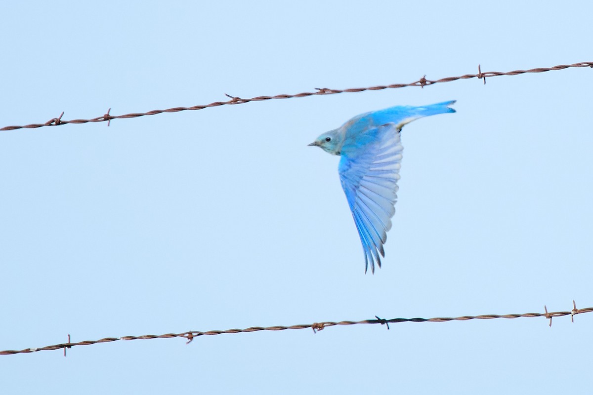 salašník horský - ML646318736