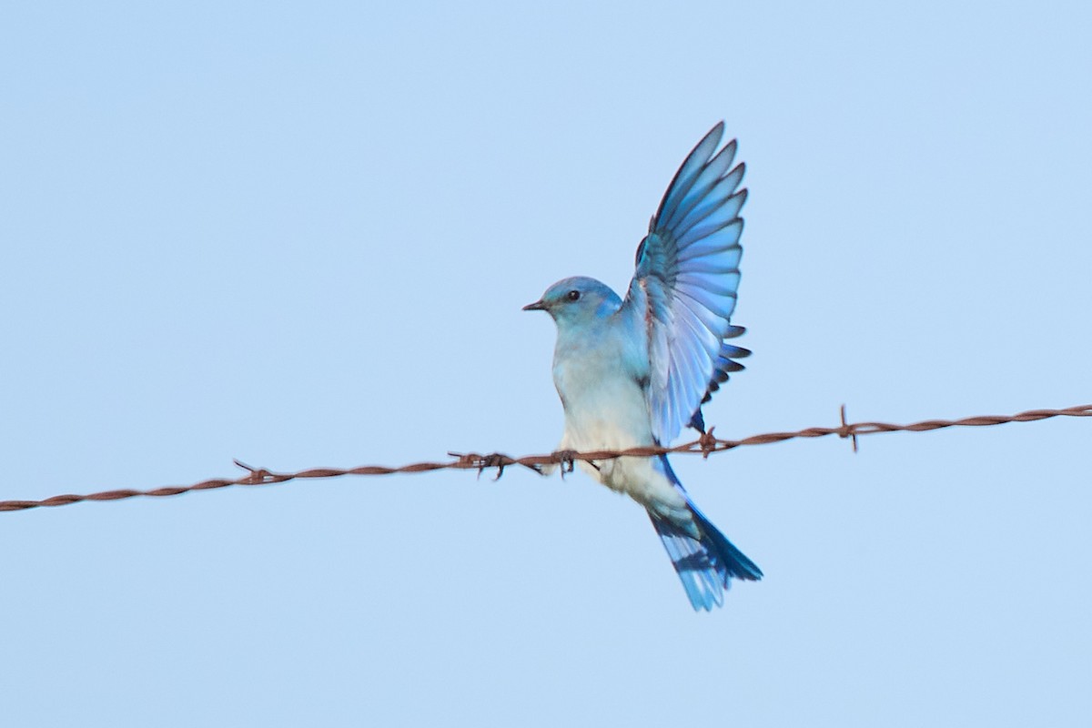 salašník horský - ML646318737