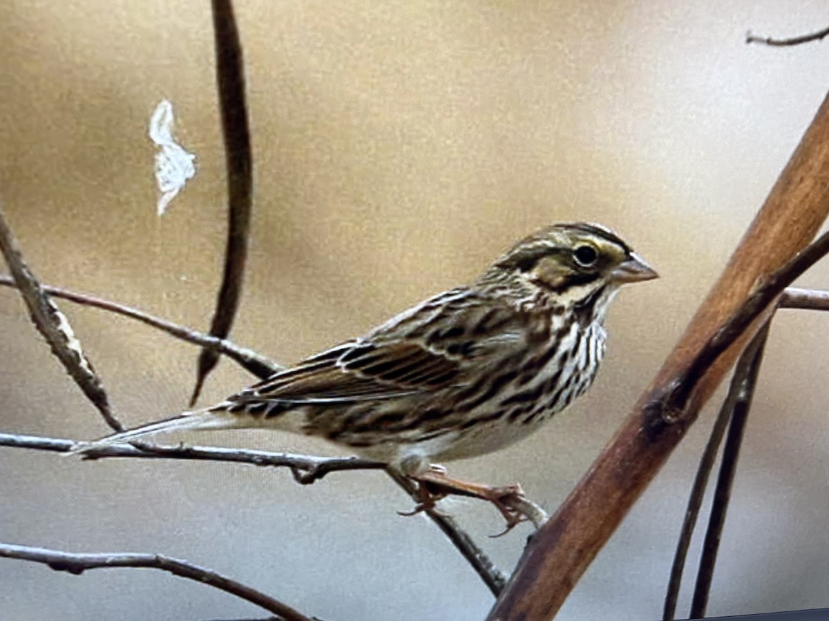 Savannah Sparrow - ML646318739