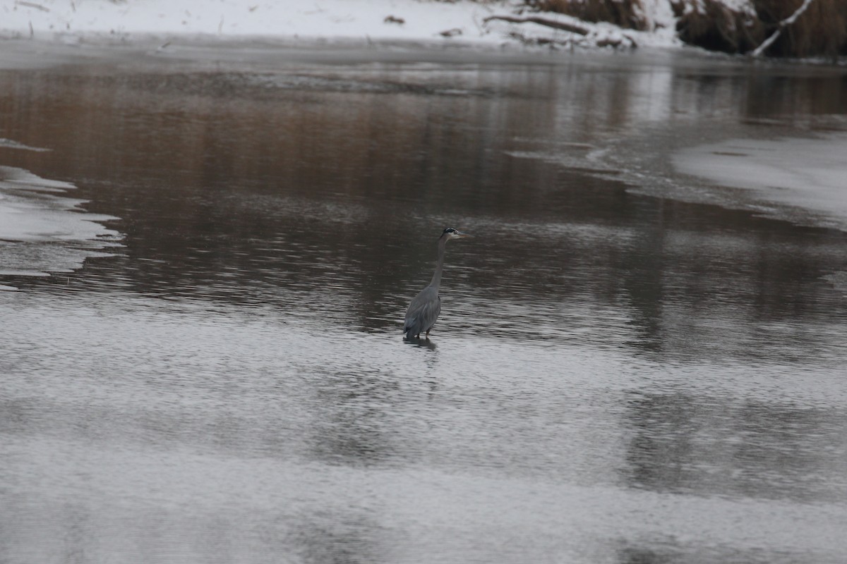 Great Blue Heron - ML646318740
