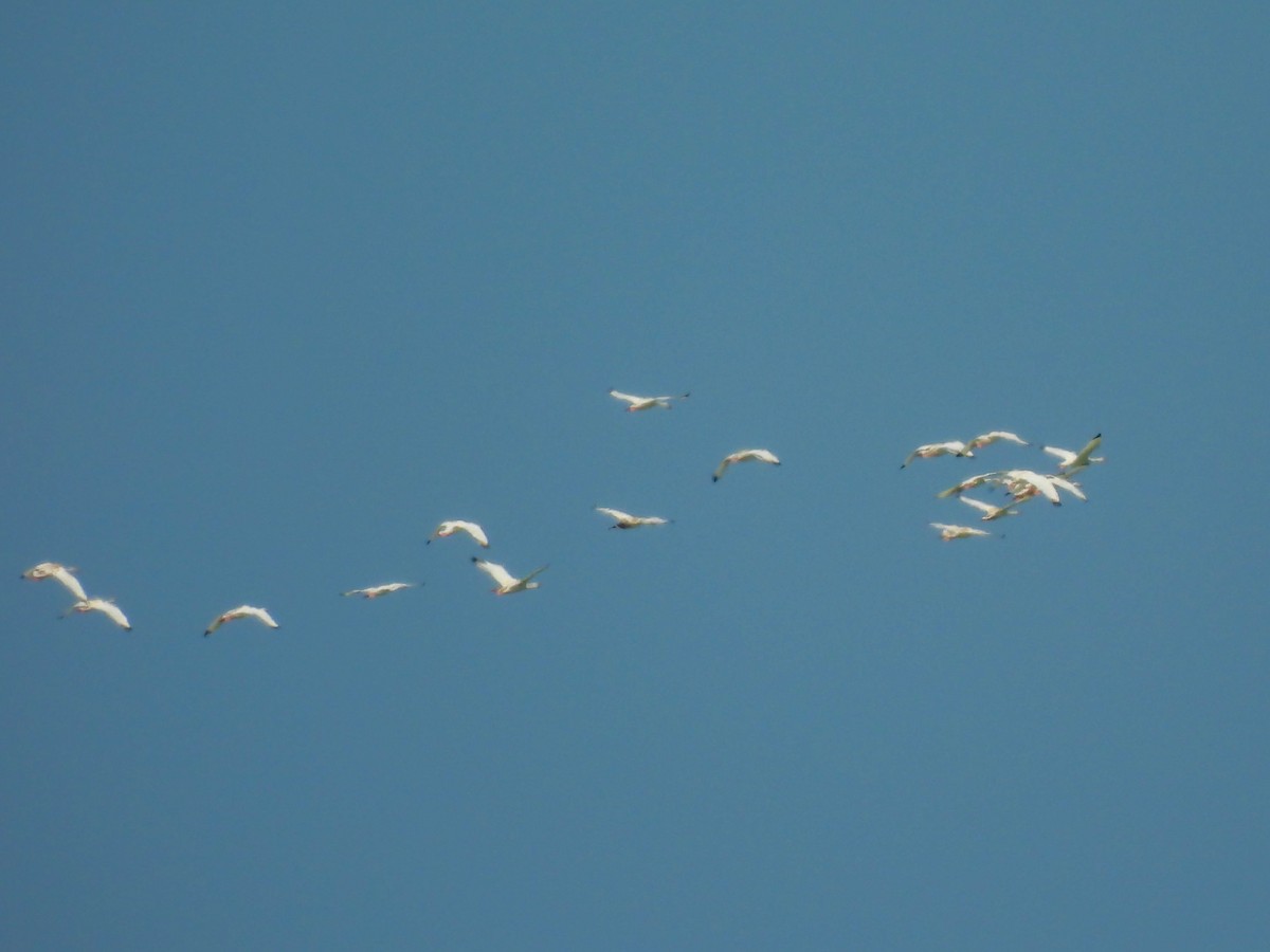 labuť koskoroba - ML646318742