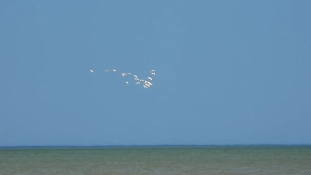 Coscoroba Swan - ML646318743