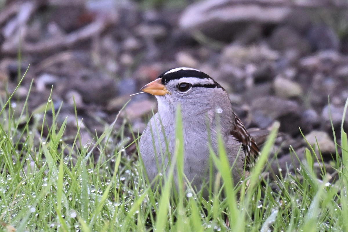 strnadec bělopásý (ssp. gambelii) - ML646318745