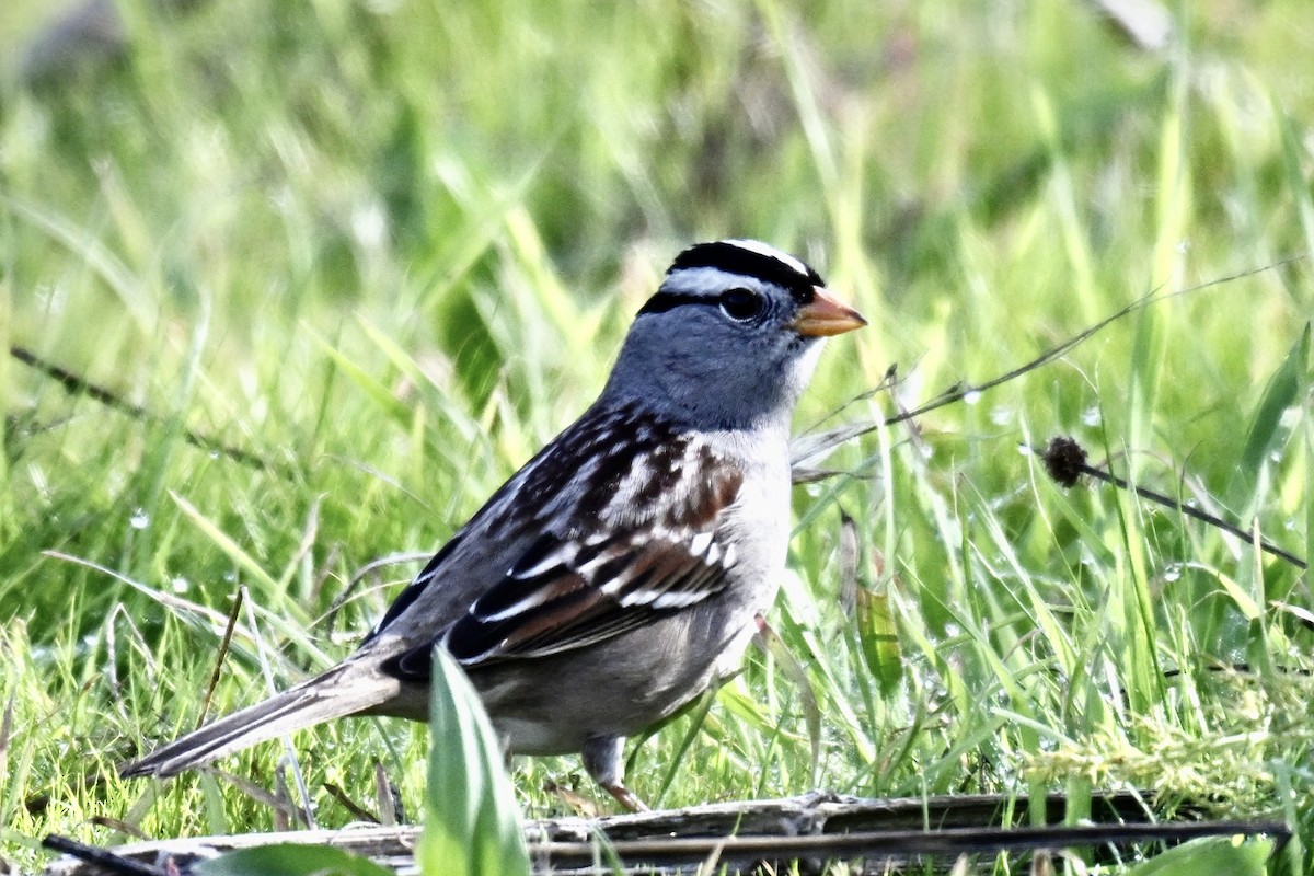 strnadec bělopásý (ssp. gambelii) - ML646318753
