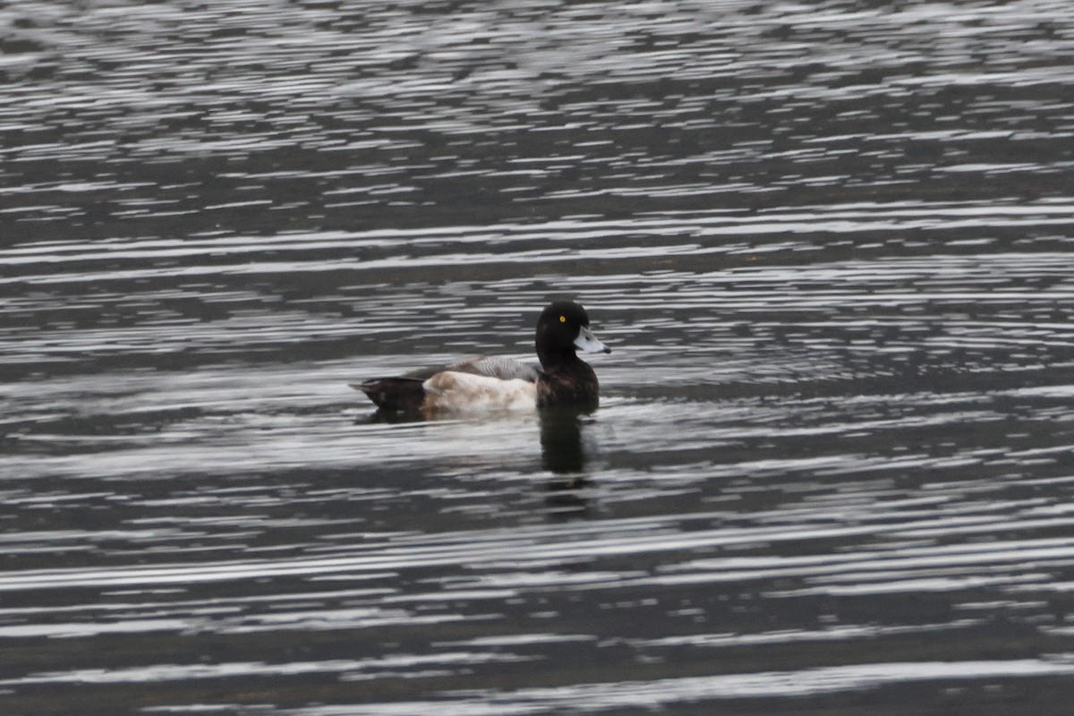 Greater Scaup - ML646318768