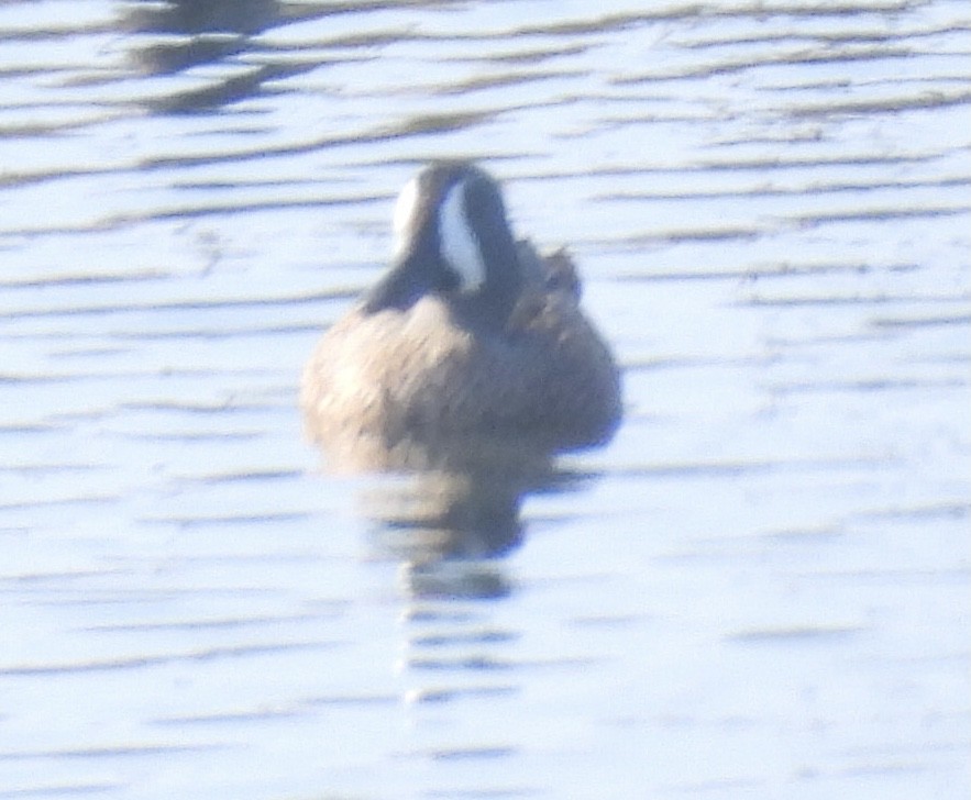 Zertzeta hegalurdina - ML646318769