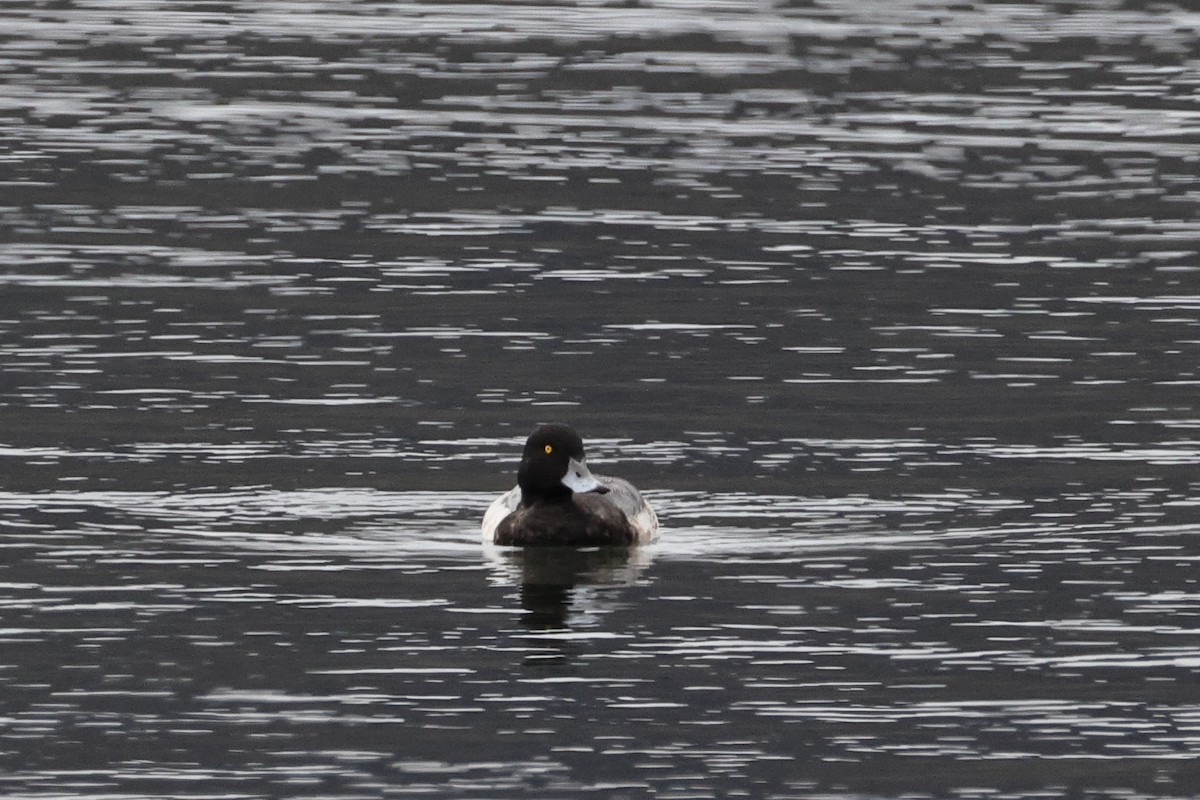 Greater Scaup - ML646318770