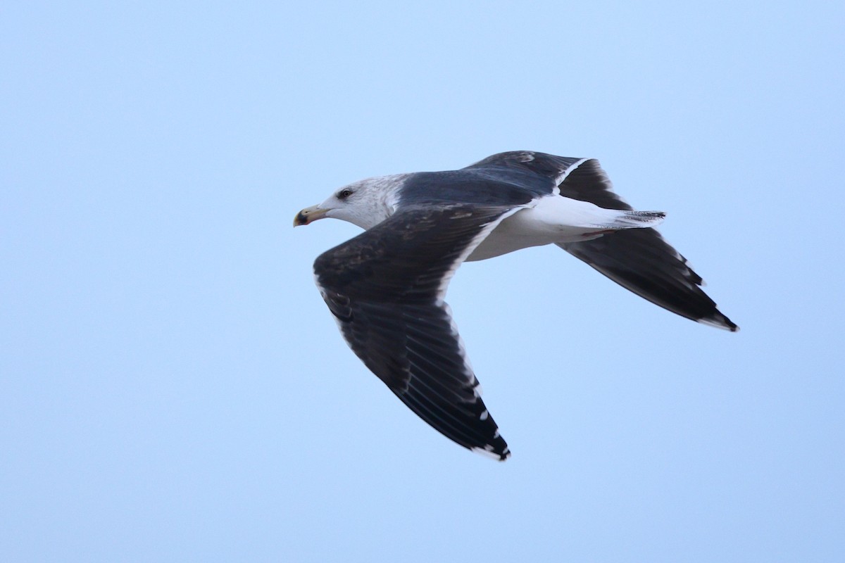 Great Black-backed Gull - ML646318772