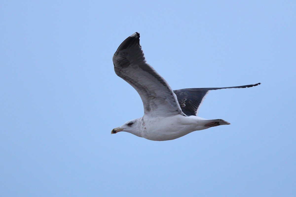 Great Black-backed Gull - ML646318773