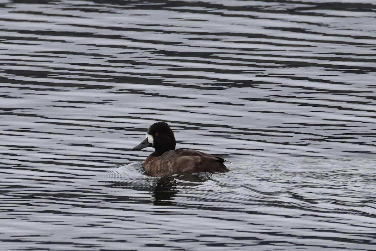 Lesser Scaup - ML646318774