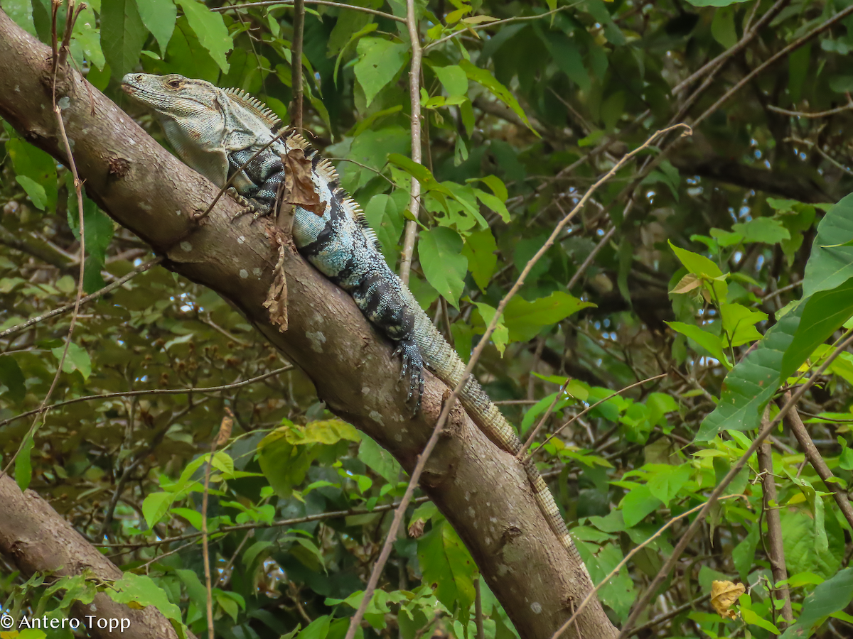 Southern Honduran Spiny-tailed Iguana - ML646318785