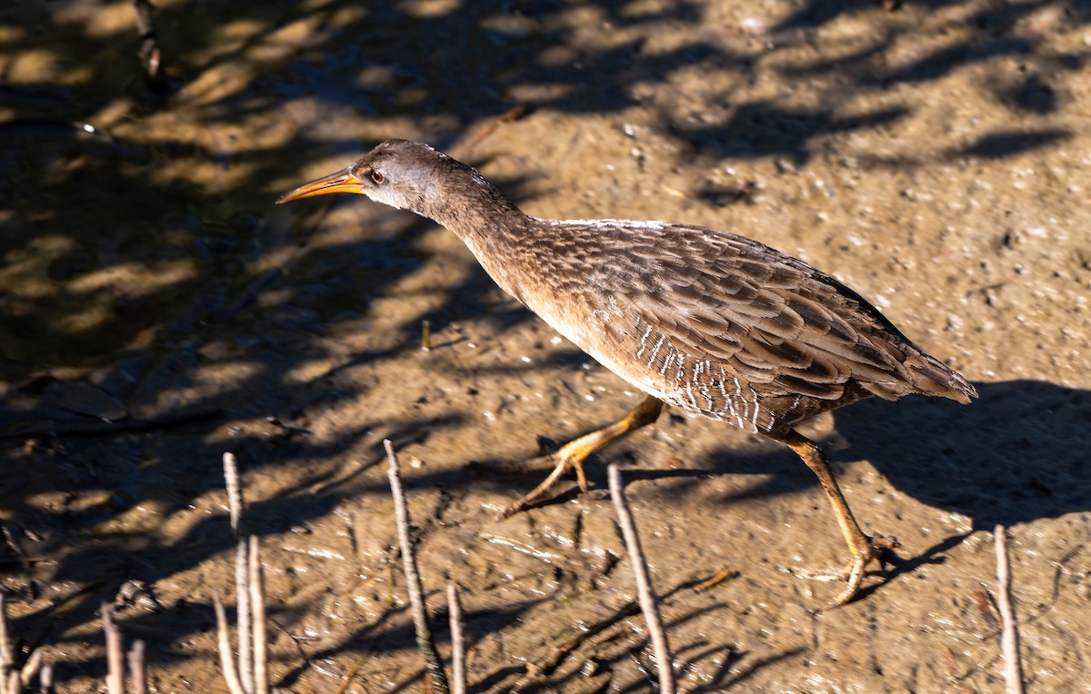 Clapper Rail - ML646318788