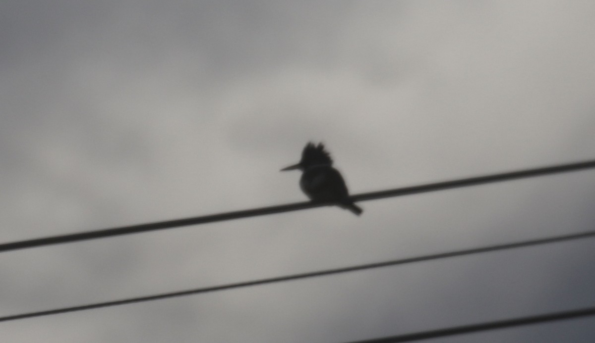 rybařík pruhoprsý - ML646318791