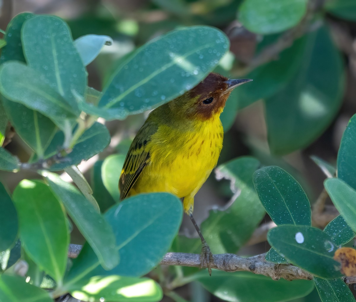 Mangrove Yellow Warbler - ML646318795