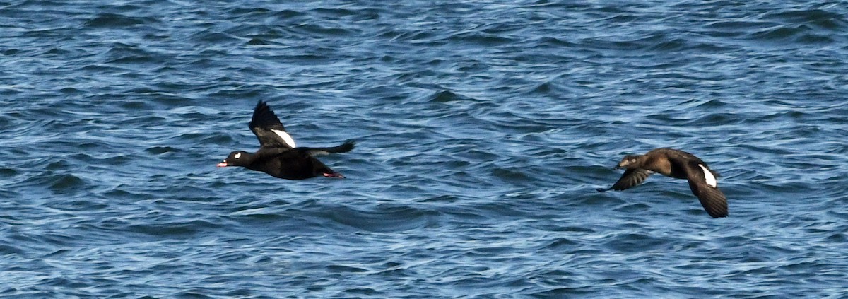 White-winged Scoter - ML646318800