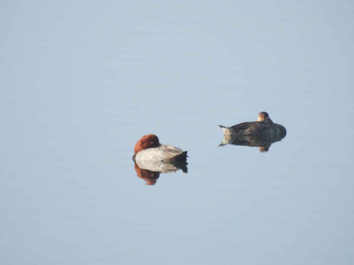 polák americký - ML646318803