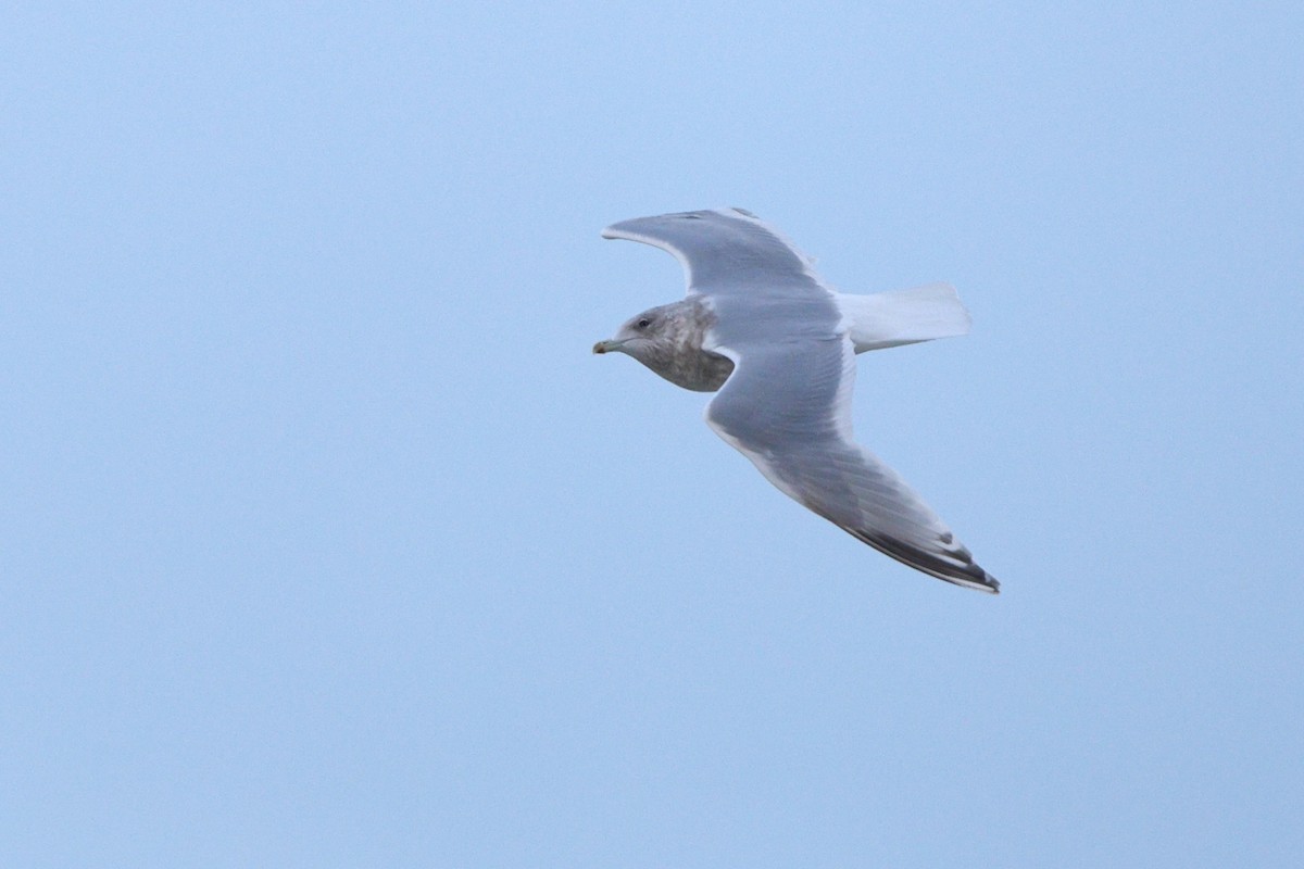 Iceland Gull (Thayer's) - ML646318804