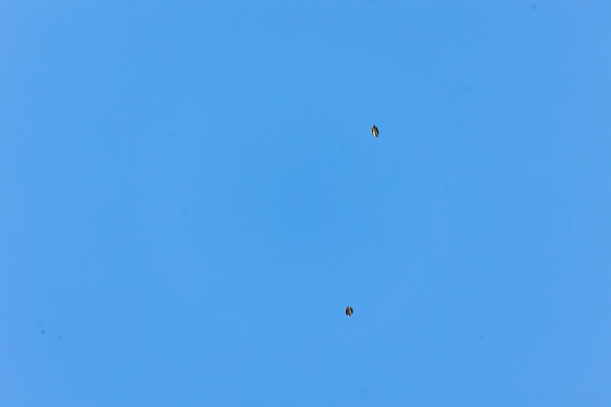 Eurasian Skylark - ML646318805