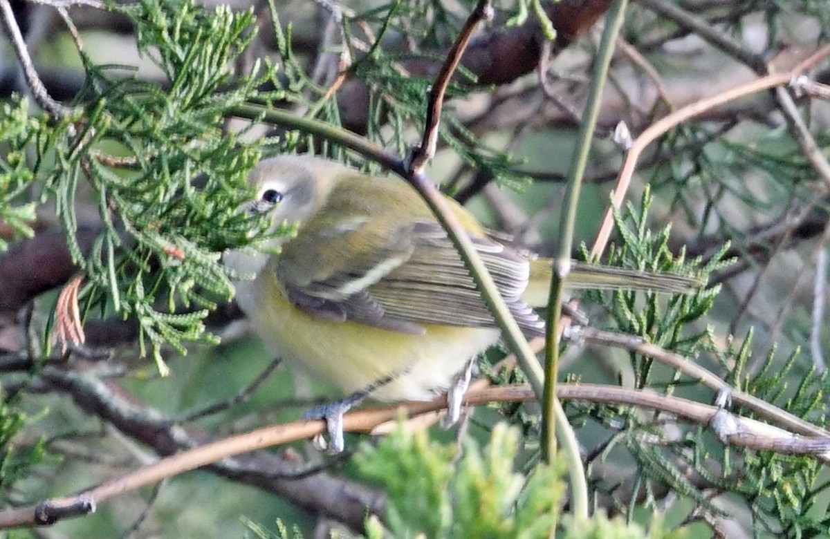 Bell's Vireo - ML646318806