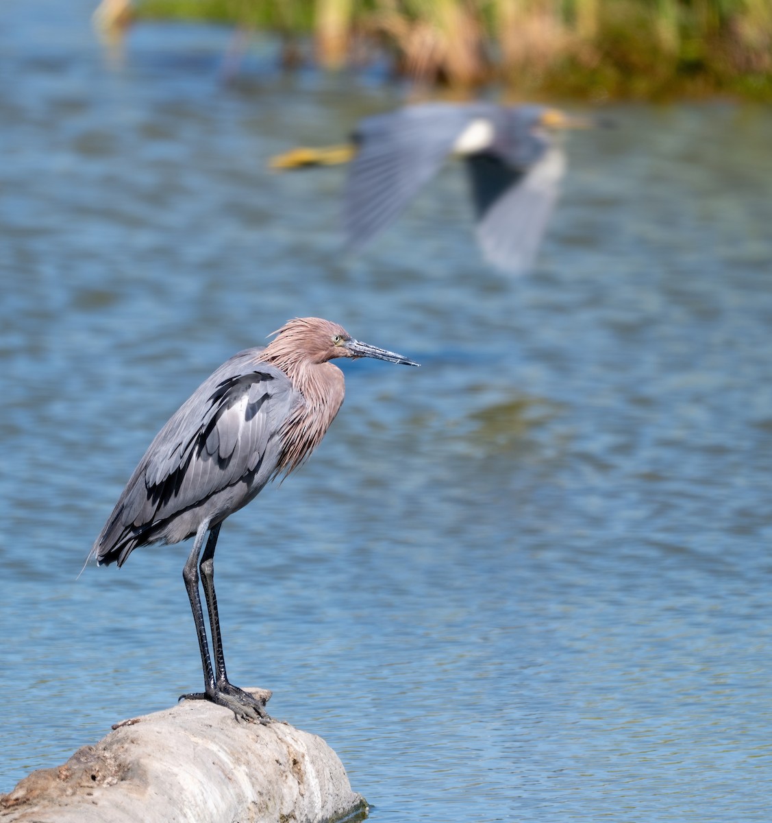 Reddish Egret - ML646318807