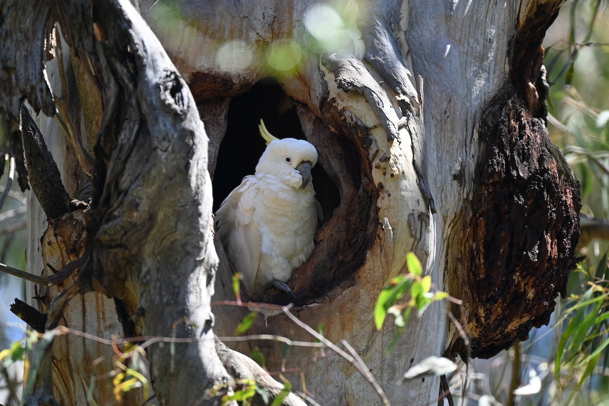 Sulphur-crested Cockatoo - ML646318813