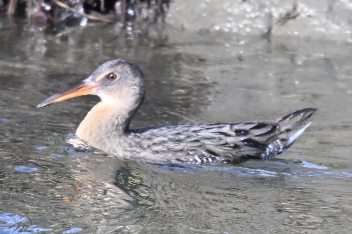 chřástal kalifornský - ML646318816