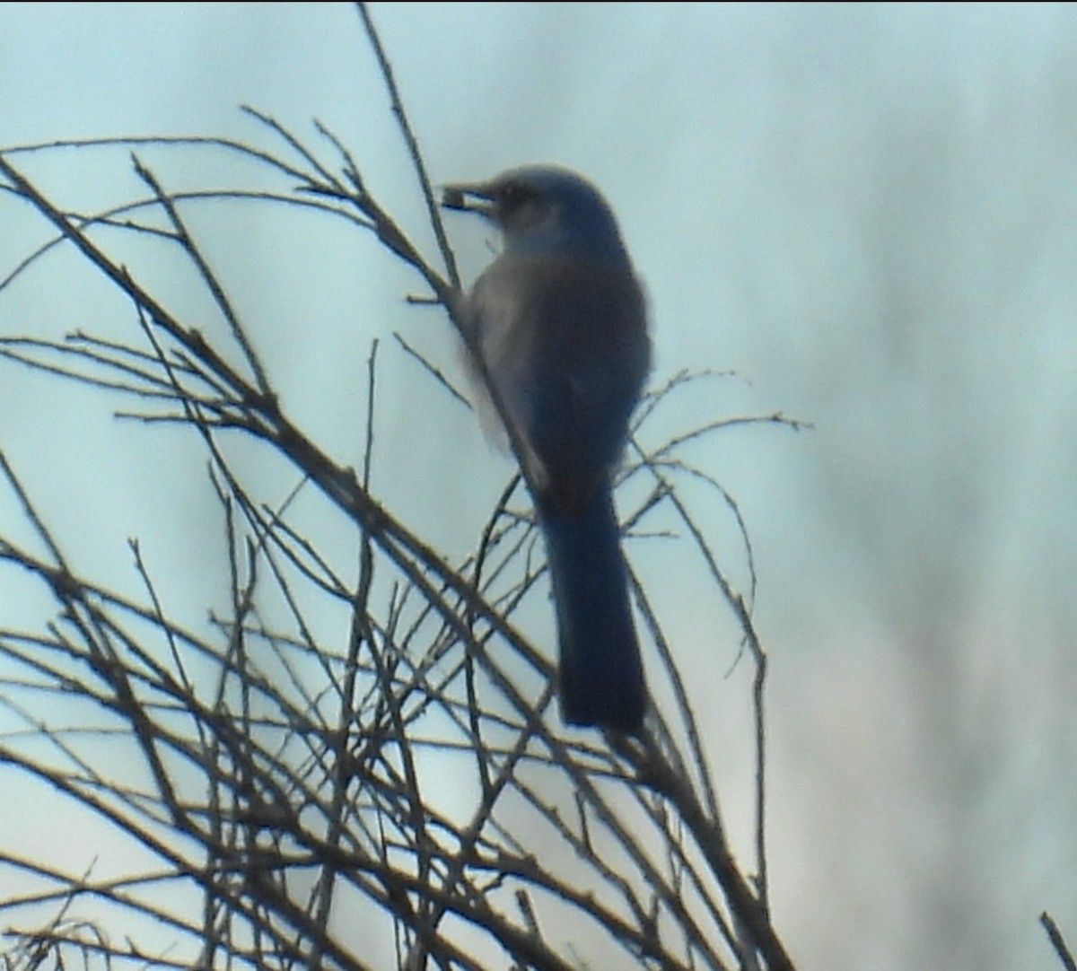 Woodhouse's Scrub-Jay (Woodhouse's) - ML646318819