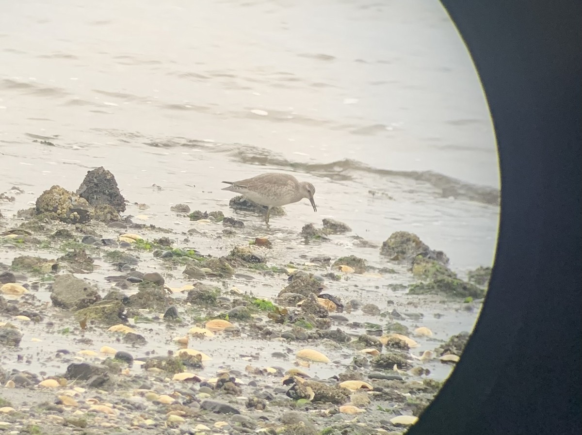 Red Knot - ML646318820