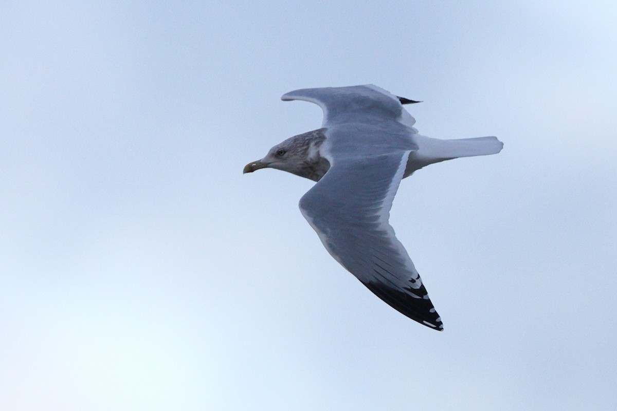 American Herring Gull - ML646318821