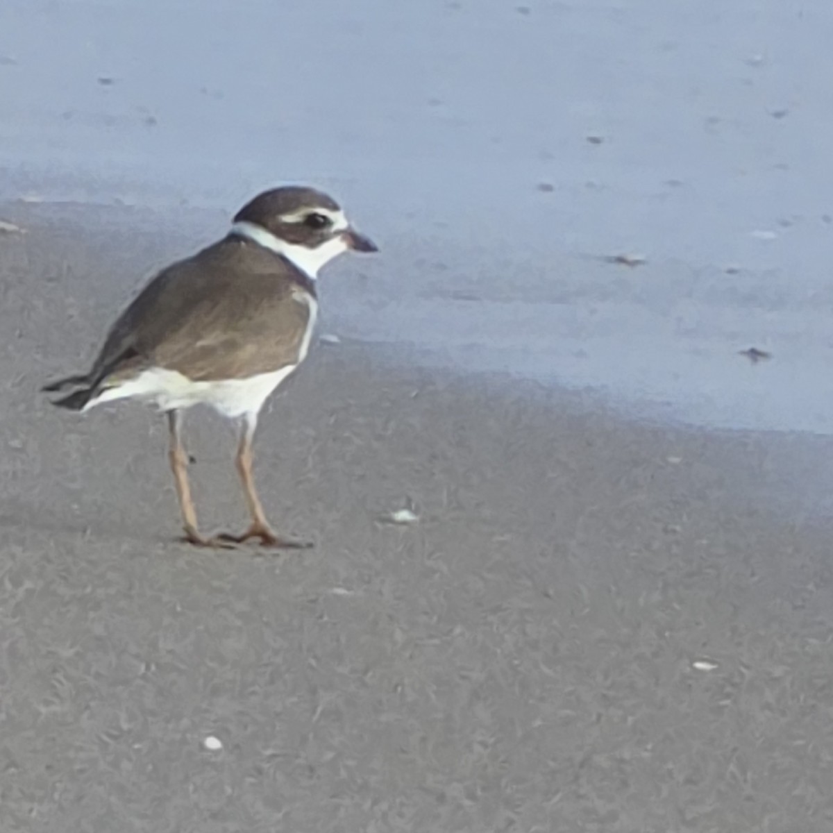 Semipalmated Plover - ML646318822