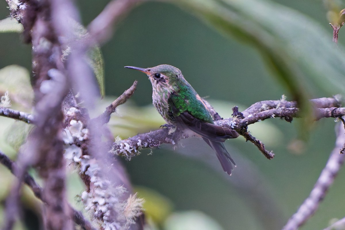 Green-tailed Trainbearer - ML646318823
