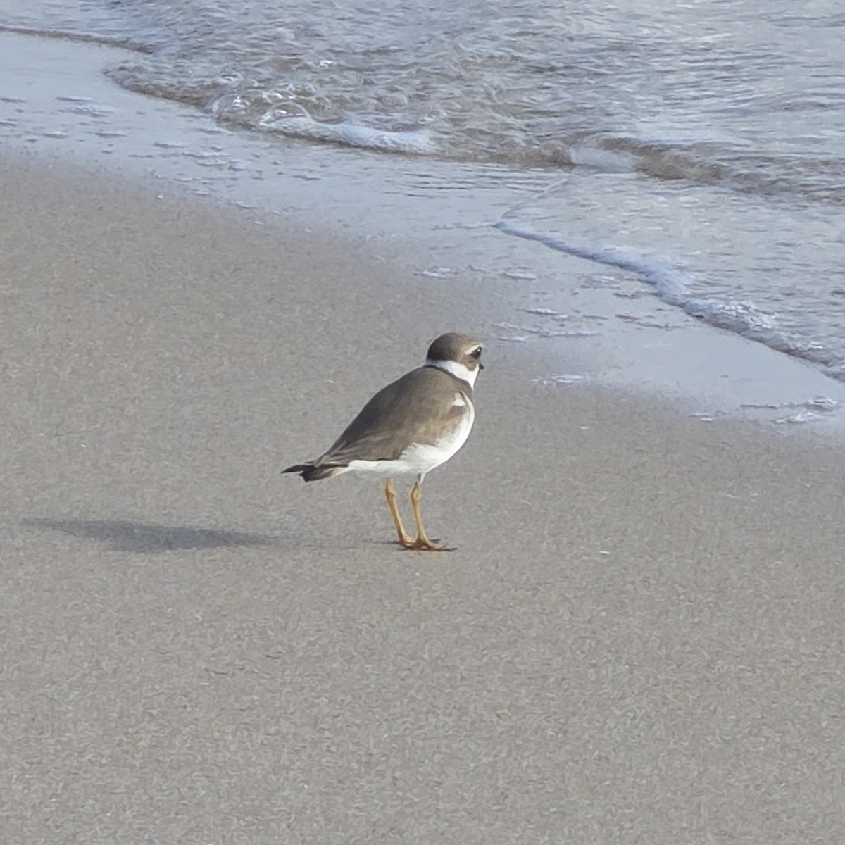 Semipalmated Plover - ML646318824