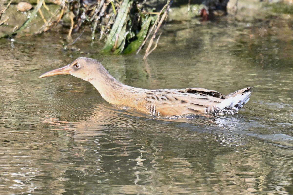 Ridgway's Rail - ML646318825