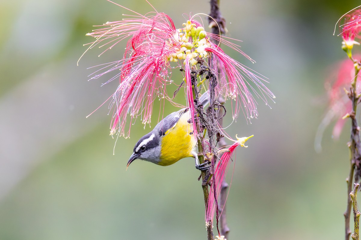 Bananaquit - ML646318826