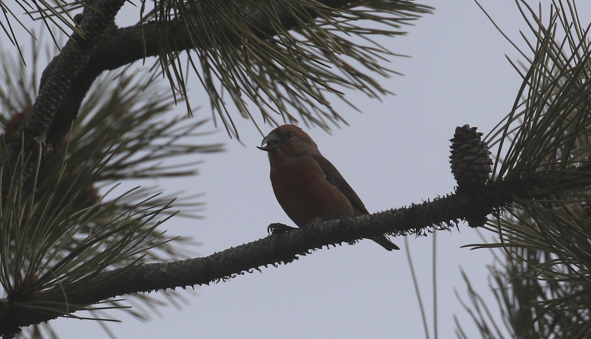 Red Crossbill - ML646318827
