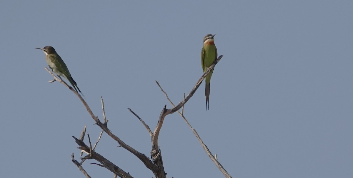 Olive Bee-eater - ML646318829