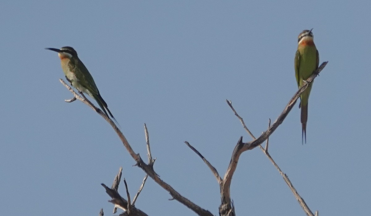 Olive Bee-eater - ML646318830