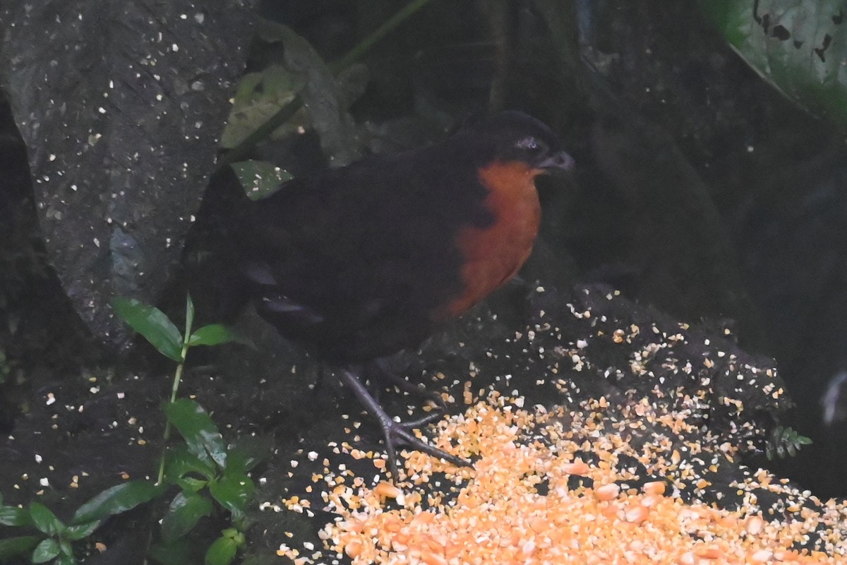 Dark-backed Wood-Quail - ML646318831