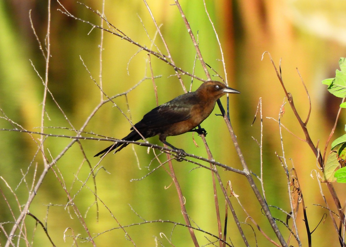 Great-tailed Grackle - ML646318832